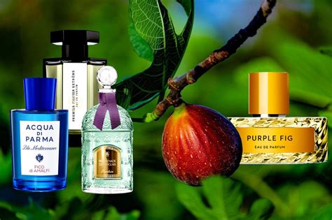 ficus fig fragrance.